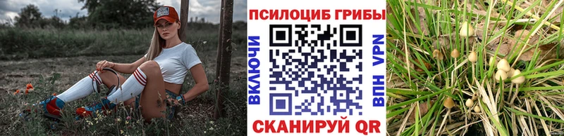 купить наркотик  Андреаполь  Галлюциногенные грибы прущие грибы 